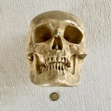 ANCIENNE GRANDE VANITÉ EN PLÂTRE MEMENTO MORI CRÂNE HUMAIN CURIOSA SCHADEL XIXè