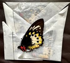 5 X Ornithoptera Priamus