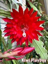 Epiphyllum kiwi - epiphyllum, “kiwi
