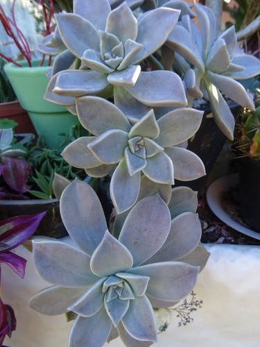 Lot succulentes rosaces - lot, ++rosaces