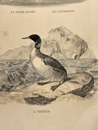Pingouins 1852 ancienne - pingouins,