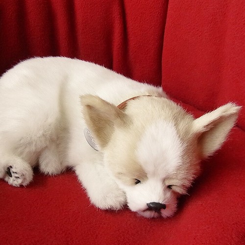 Breathing perfect pet - breathing,