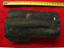 Bois fossilisé du
