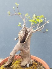 Pré bonsaï acier palmé - pré-bonsaï, en