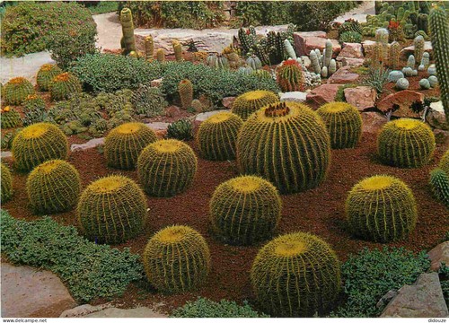 Carte postale fleurs - postale,