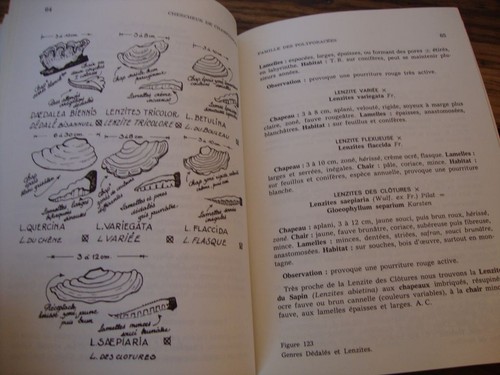 Chercheur champignons - chercheur, de