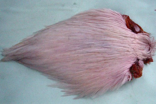 Cou coq indien rose montage - cou,