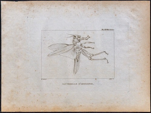 1816 sauterelle d abyssinie - -, d'abyssinie