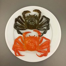 Figurines de modèle d'animaux marins Simulation créatures marines jouets