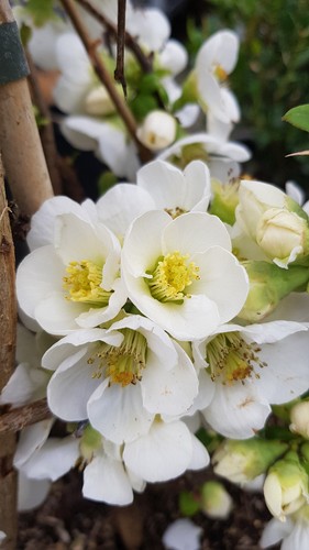 Chaenomeles speciosa nivalis - chaenomeles,
