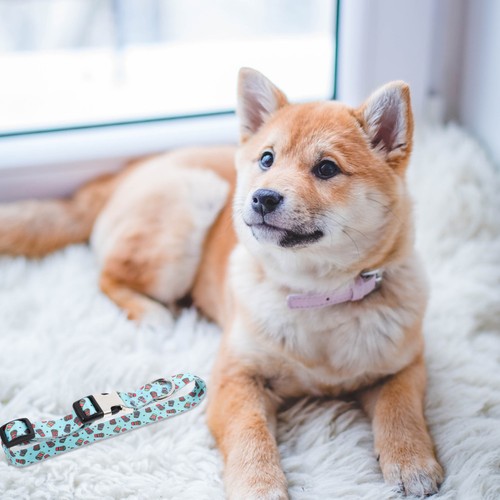 Collier chien collerette chat - collier,