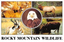 USA CO ROCKY MOUNTAIN WILDLIFE