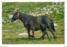 Animaux - Chevaux - Cheval de