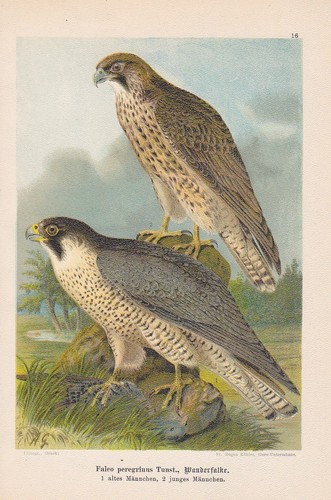 Faucon pèlerin falco - pèlerin,