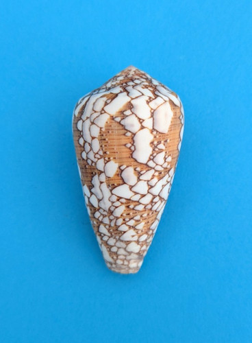 Conus behelokensis