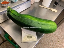 15 graines de courgette