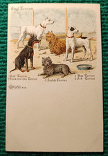 CPA - ILLUSTRATEUR BUNGARTZ - ENGL. TERRIERS - DOGS CHIENS TERRIER