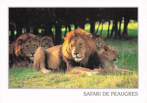 Peaugres safari - 7,