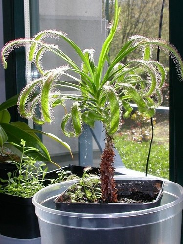 Forme géante drosera capensis - drosera,