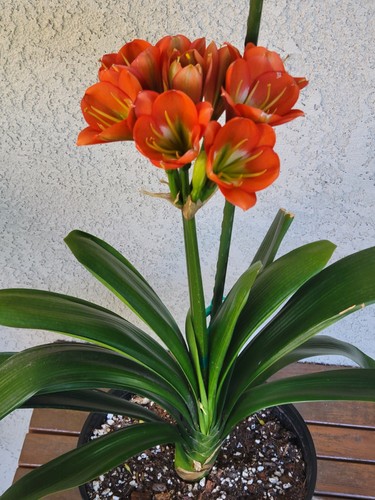 Clivia seeds for - seeds,