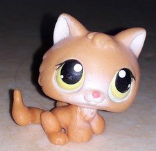 Petshop chat chaton 86