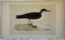 Manx Shearwater Berta Mineure