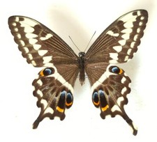 Entomologie Papilio