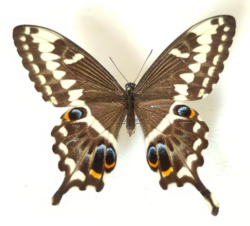 Entomologie papilio - entomologie,