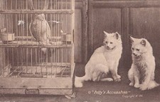 Tirage d'art pour chats blancs