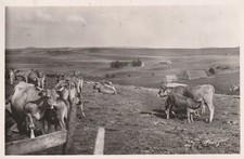 CPSM LAGUIOLE TRAITE DES