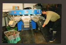 LE VIVIER (35) "LA VIVARAISE" , HUITRES à la CALIBREUSE