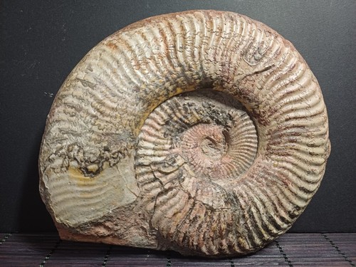 Ammonite pseudogrammoceras - ammonite,