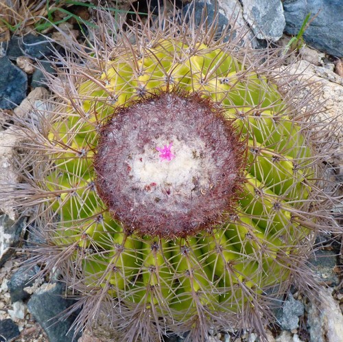 Melocactus hu445 seeds - sp.,