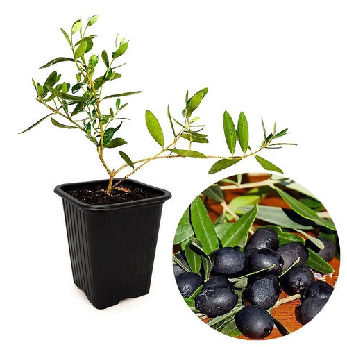 Olea europaea negrette - europaea,