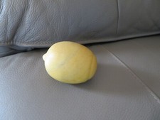 Ancien fruit citron trompe - ancien,