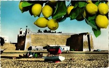 CPA AK TUNISIA HAMMAMET Le