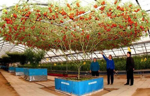 Arbre tomates géantes - tomates,