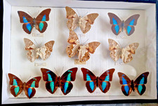 Boite entomologique 39X26 cm contenant 10 papillons provenance Bolivie et Pérou