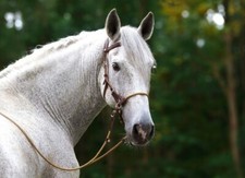 Bridon CUIR  Side-Pull YUKON