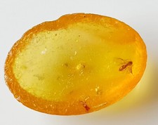 Cabochon en Ambre Naturelle de la Baltique (2,7 g) avec inclusion d'insecte