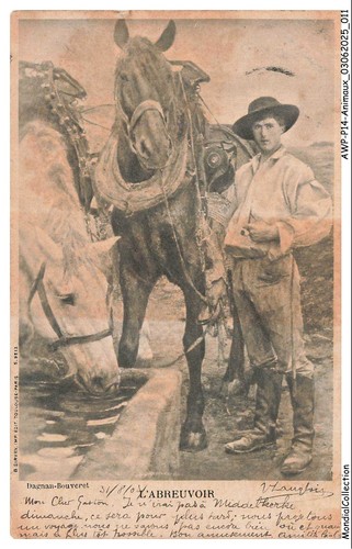 Awpp14 0819 animaux chevaux - -,
