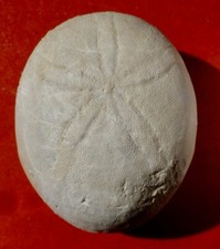 OURSIN FOSSILE ÉOCÈNE DES LANDES , ECHINOLAMPAS