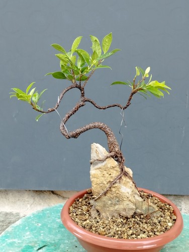 Bonsaï ficus 16 cm - x,