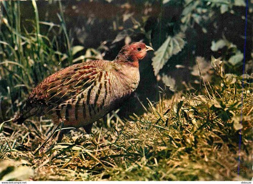Carte postale animaux - carte,