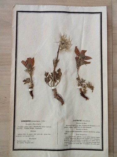 Ancien herbier botanique - ancien,