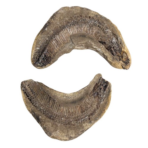 Pierre fossile poisson - fossile, de