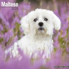 Calendrier 2025 -  BICHON