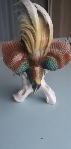 Oiseau paradis en - paradis,