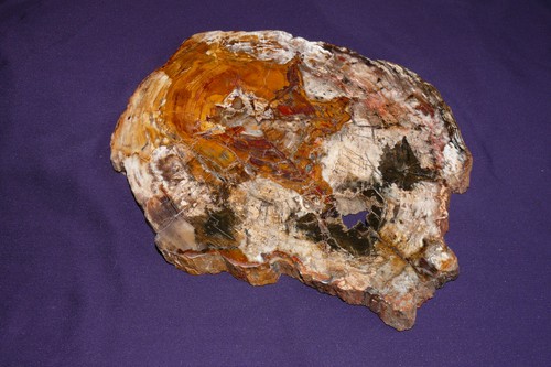 Bois fossilisé est oregon - bois,