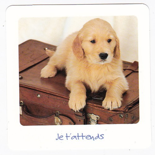 Chien chiot chiens - chiot, chiots